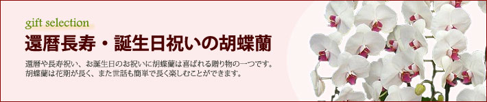 還暦長寿・誕生日祝いの胡蝶蘭